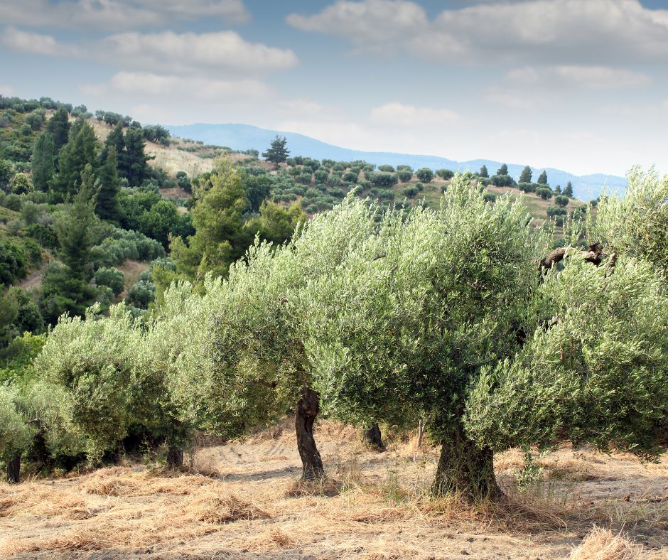 Autumn Olive Tree Workshop 