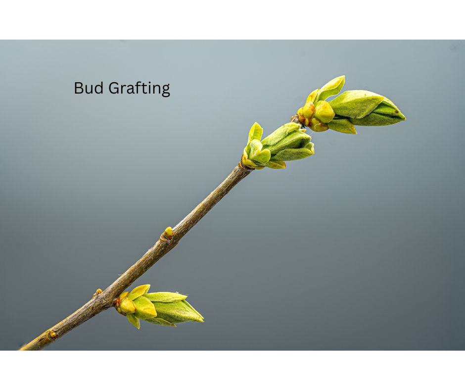 Bud Grafting Workshop