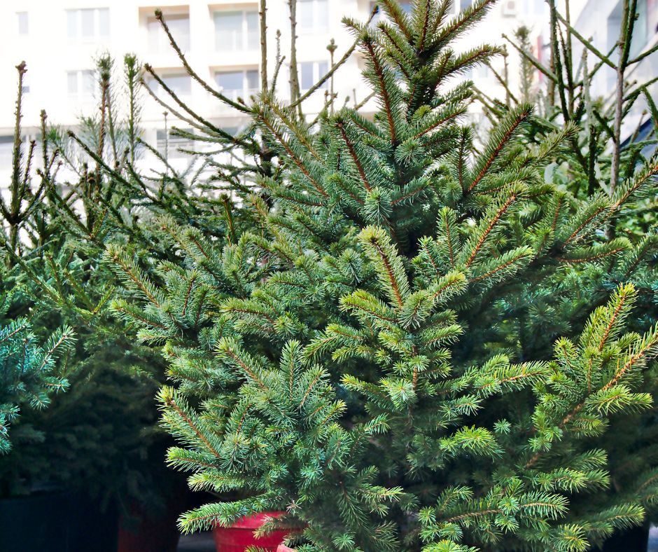 Christmas Tree Workshop