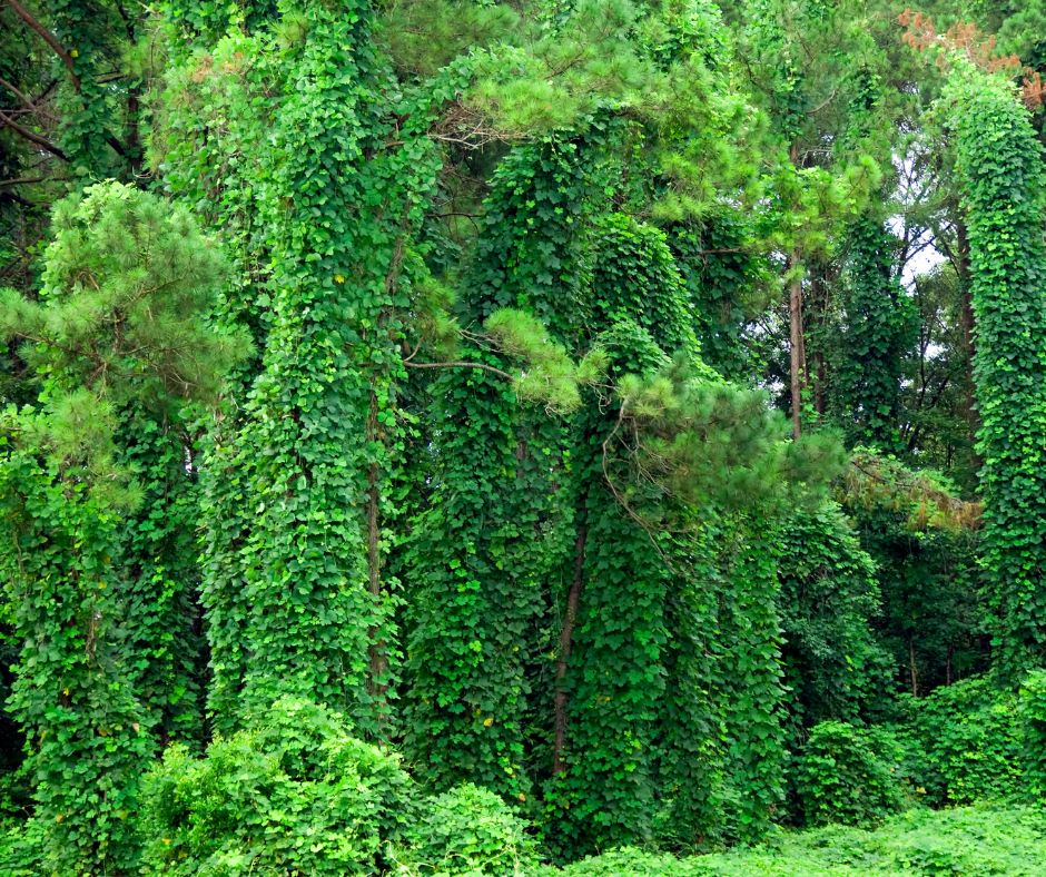 Knot Weed & Kudzu