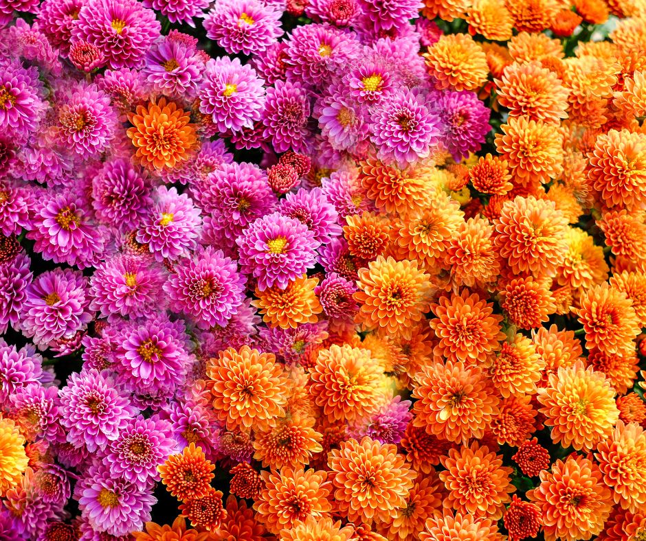 Mums Workshop