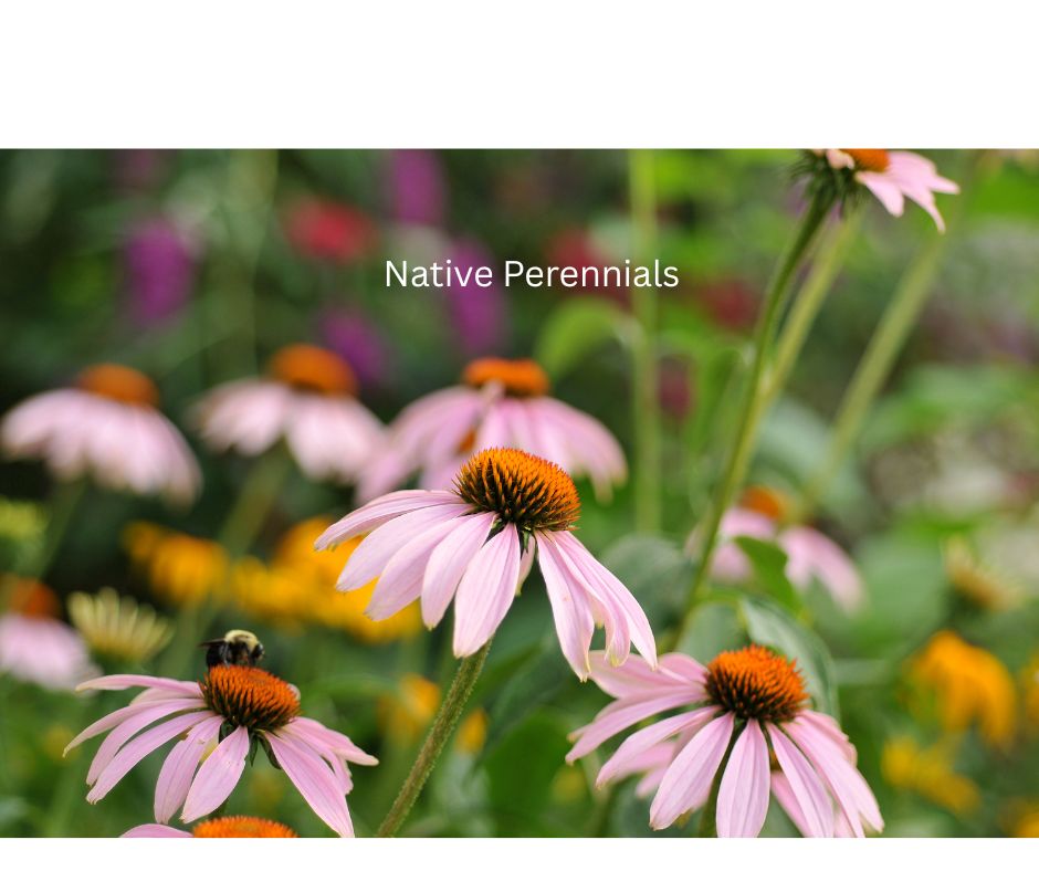 Native Perennials Workshop