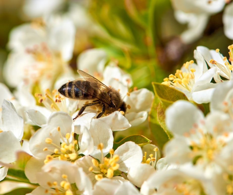 Pollinator Plot Workshop
