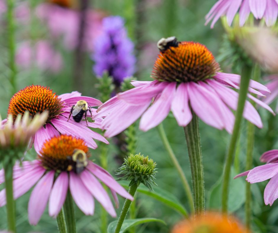 Pollinator Plot Workshop