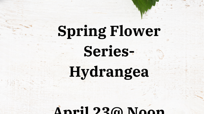 Spring Flowers Series-Hydrangea