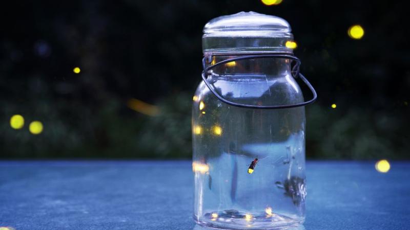 Lightening Bugs
