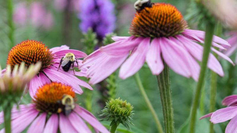 Pollinator Plot Workshop