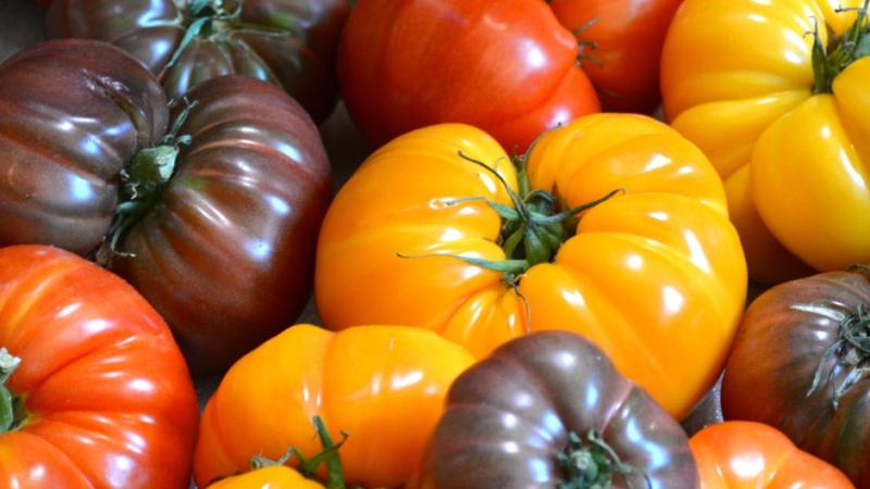 Tomatoes 