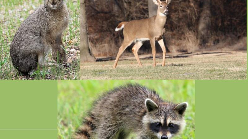 Controlling Wildlife Nuisance 