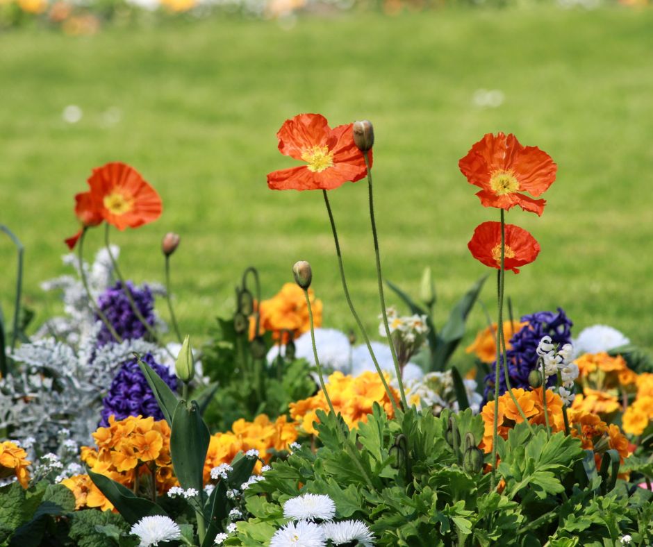 Summer Perennials 