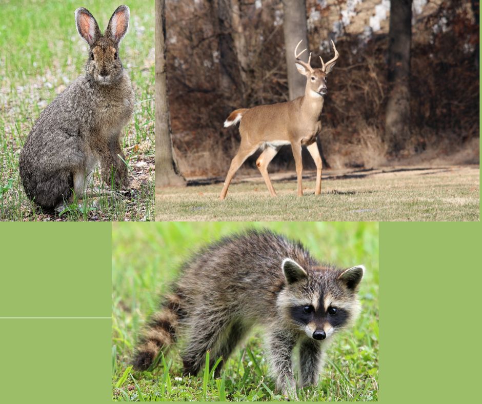 Controlling Wildlife Nuisance 